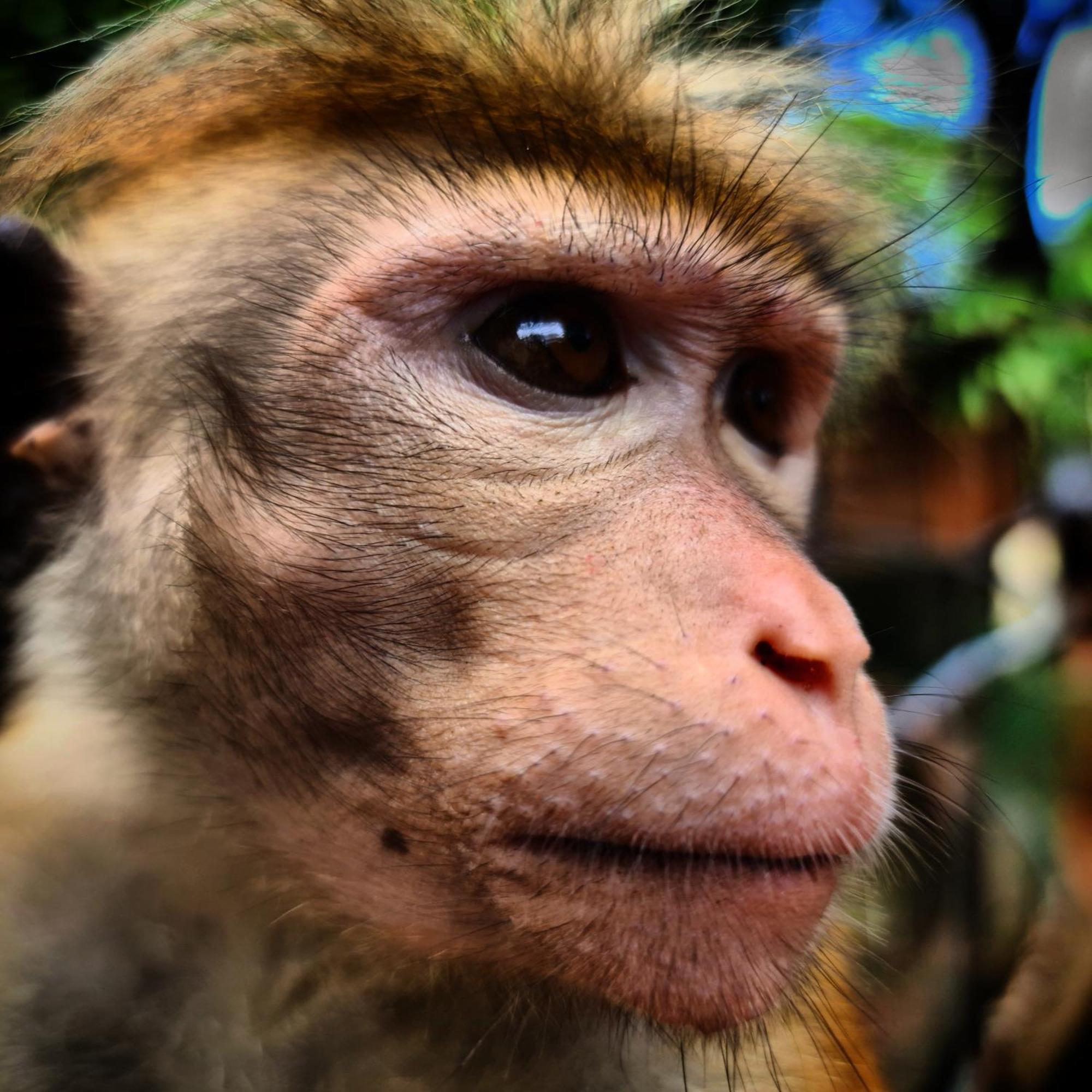 Humbhaha Jungle Yala Nature Eco Resort Катарагама Екстер'єр фото