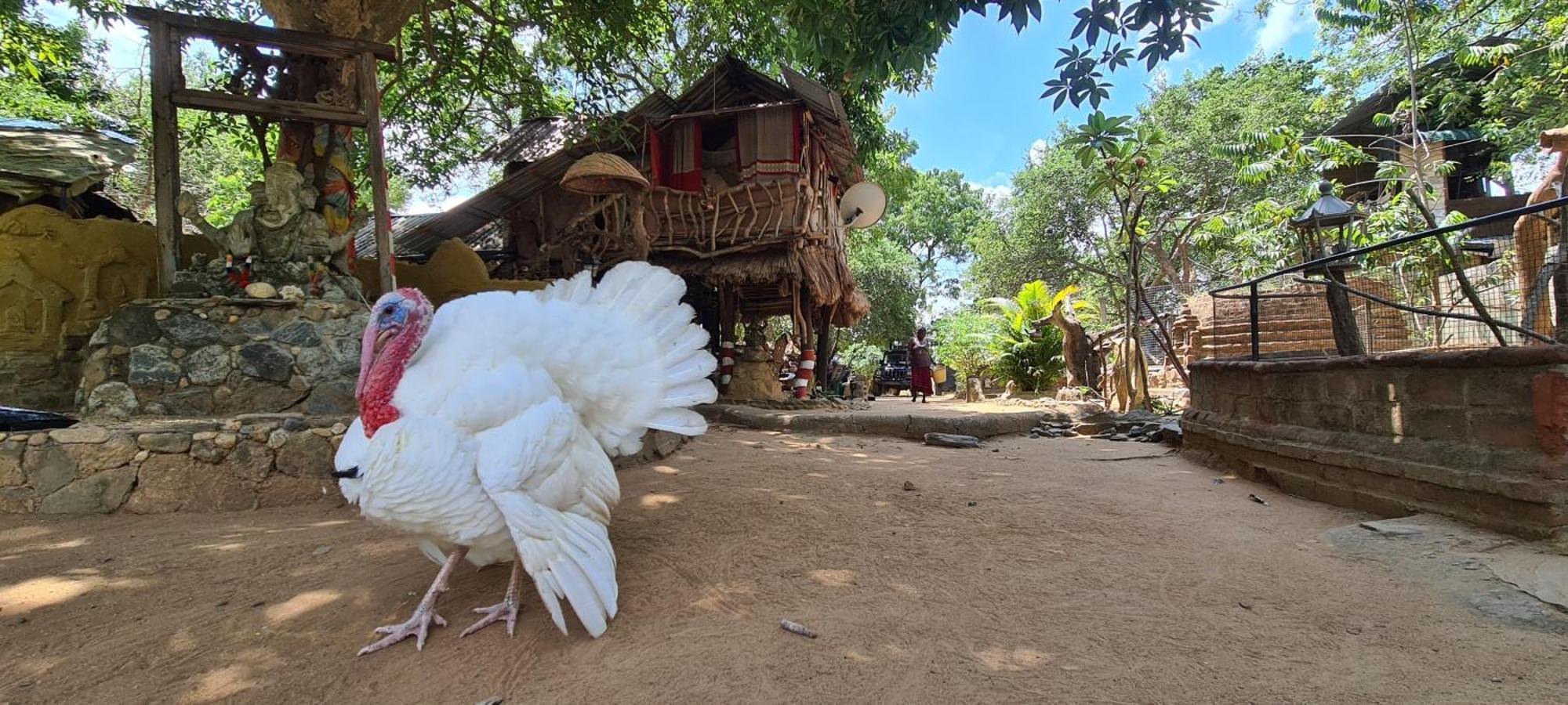 Humbhaha Jungle Yala Nature Eco Resort Катарагама Екстер'єр фото