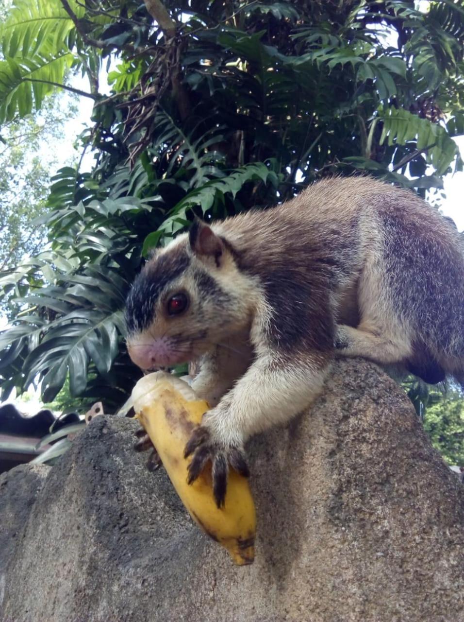 Humbhaha Jungle Yala Nature Eco Resort Катарагама Екстер'єр фото