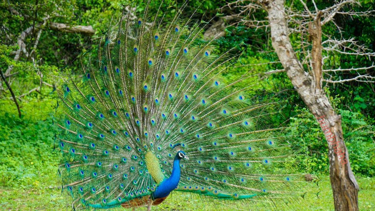 Humbhaha Jungle Yala Nature Eco Resort Катарагама Екстер'єр фото