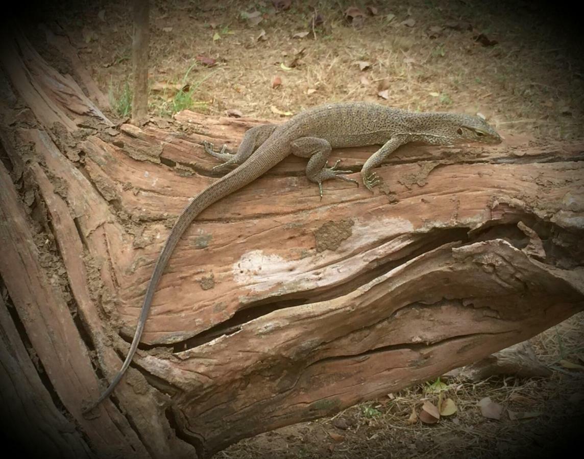 Humbhaha Jungle Yala Nature Eco Resort Катарагама Екстер'єр фото